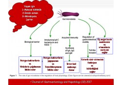 İntestinal Mikrobiyata ve Fekal Mikrobiyata Transplantasyonu [FTM) (DışkıNakli & Gaita Nakli)