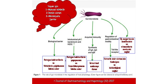 İntestinal Mikrobiyata ve Fekal Mikrobiyata Transplantasyonu [FTM) (DışkıNakli & Gaita Nakli)